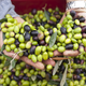 Illustration for article titled Counterfeiters Have Been Painting Expired Olives to Sell Them